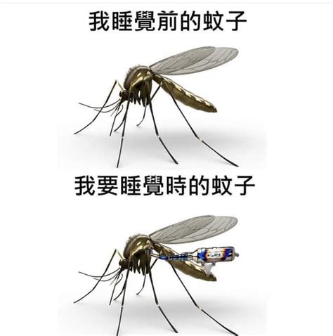 蚊子梗圖